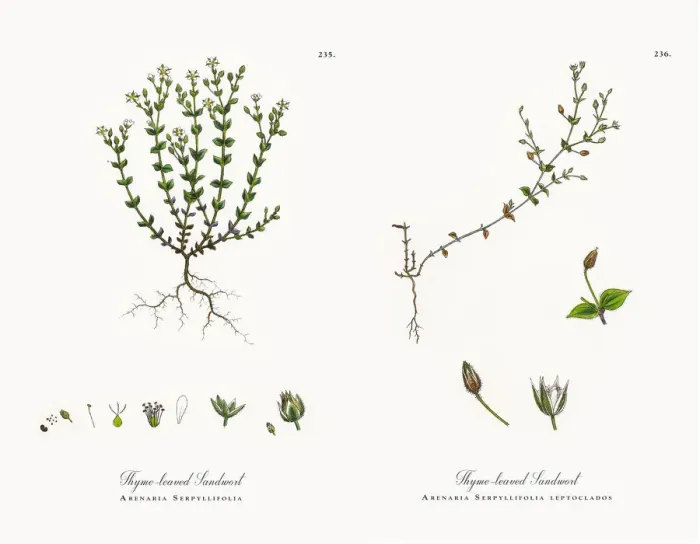 Framed Print : Thyme-leaved Sandwort, Arenaria Serpyllifolia, Victorian Botanical Illustration, 1863 Framed Print : Thyme-leaved Sandwort, Arenaria Serpyllifolia, Victorian Botanical Illustration, 1863