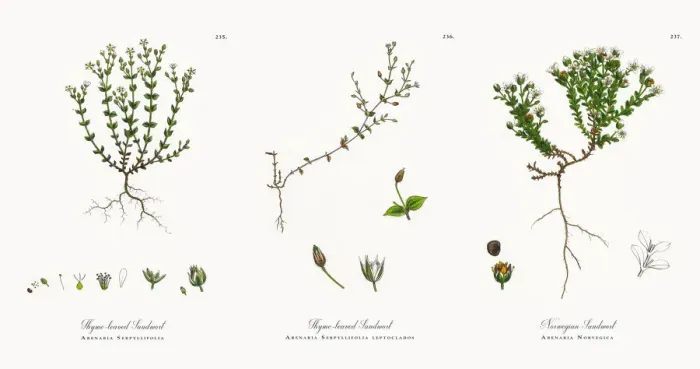 Framed Print : Thyme-leaved Sandwort, Arenaria Serpyllifolia, Victorian Botanical Illustration, 1863 Framed Print : Thyme-leaved Sandwort, Arenaria Serpyllifolia, Victorian Botanical Illustration, 1863