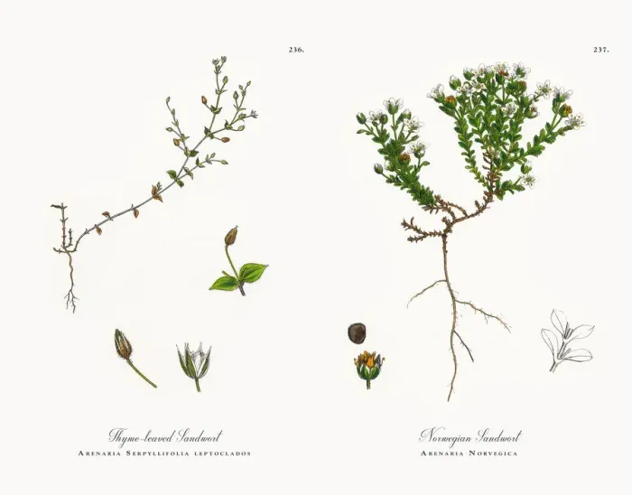 Framed Print : Thyme-leaved Sandwort, Arenaria Serpyllifolia, Victorian Botanical Illustration, 1863 Framed Print : Thyme-leaved Sandwort, Arenaria Serpyllifolia, Victorian Botanical Illustration, 1863