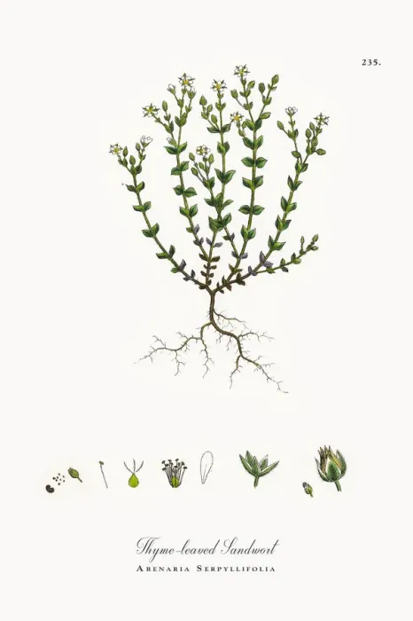 Framed Print : Thyme-leaved Sandwort, Arenaria Serpyllifolia, Victorian Botanical Illustration, 1863 Framed Print : Thyme-leaved Sandwort, Arenaria Serpyllifolia, Victorian Botanical Illustration, 1863