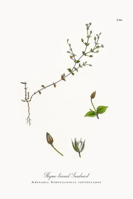 Framed Print : Thyme-leaved Sandwort, Arenaria Serpyllifolia, Victorian Botanical Illustration, 1863 Framed Print : Thyme-leaved Sandwort, Arenaria Serpyllifolia, Victorian Botanical Illustration, 1863