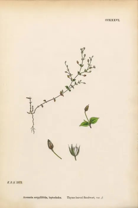 Framed Print : Thyme-leaved Sandwort, Arenaria Serpyllifolia, Victorian Botanical Illustration, 1863 Framed Print : Thyme-leaved Sandwort, Arenaria Serpyllifolia, Victorian Botanical Illustration, 1863