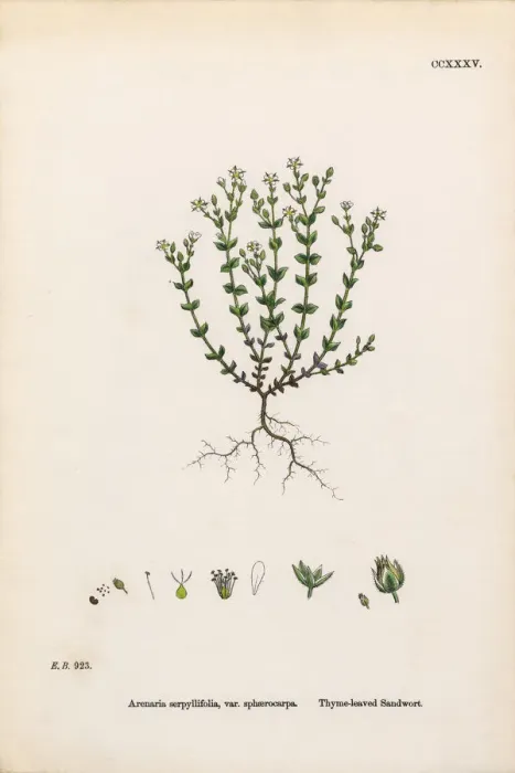 Framed Print : Thyme-leaved Sandwort, Arenaria Serpyllifolia, Victorian Botanical Illustration, 1863 Framed Print : Thyme-leaved Sandwort, Arenaria Serpyllifolia, Victorian Botanical Illustration, 1863