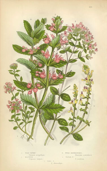 Thyme, Majorum, Oregano, Germander, Teucrium, Victorian Botanical Illustration