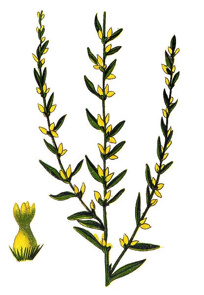 Thymelaea passerina - Annual Thymelaea