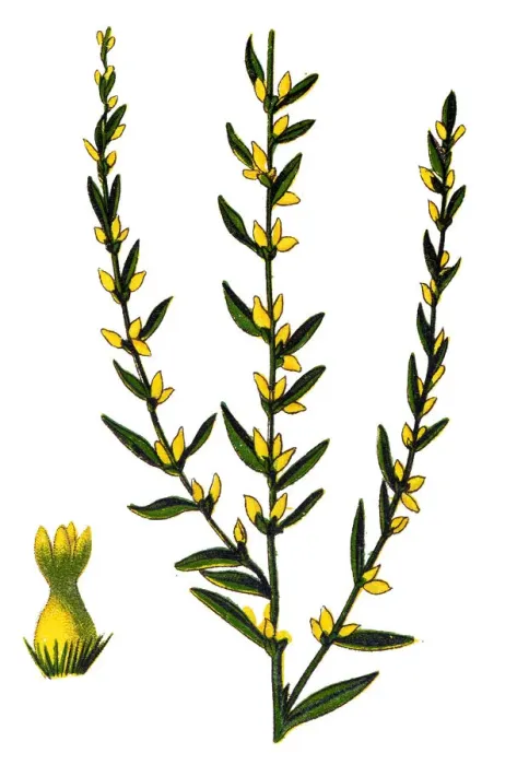 Framed Print : Thymelaea passerina - Annual Thymelaea
