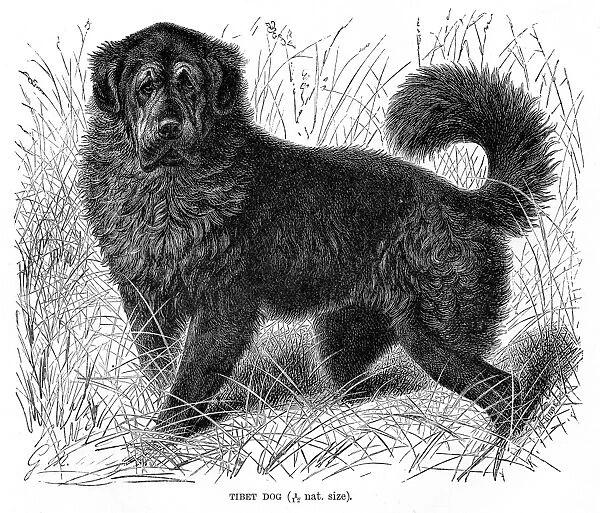 Tibet dog engraving 1894