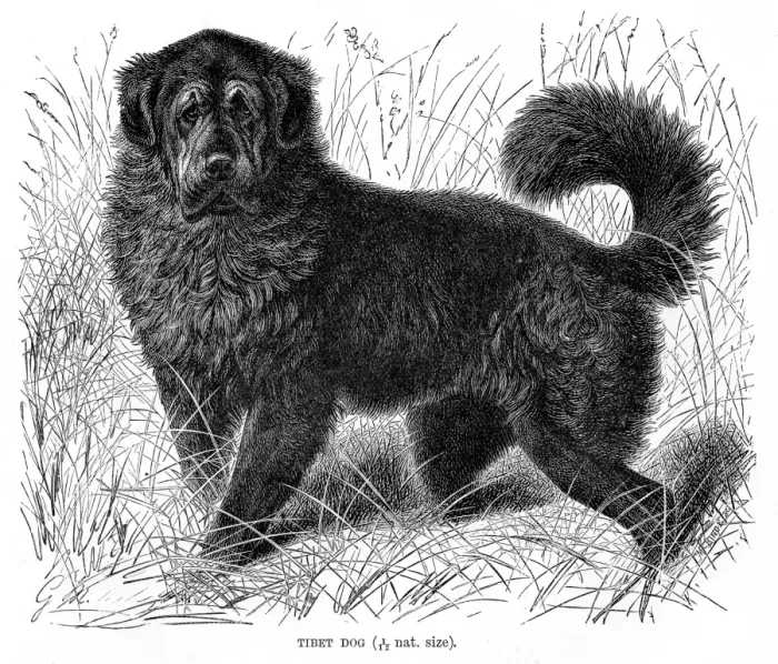 Framed Print : Tibet dog engraving 1894 Framed Print : Tibet dog engraving 1894