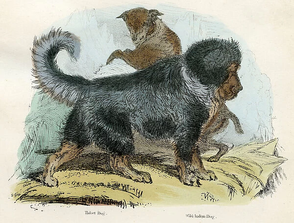 Tibet and wild indian dog engraving 1893