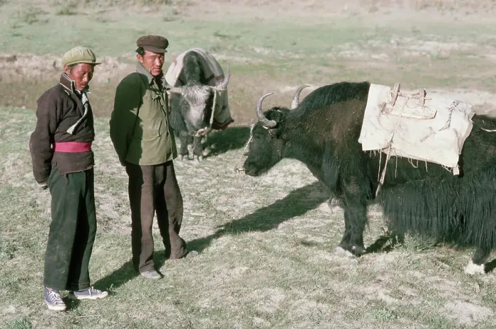 Framed Print : Tibetan Farmers Stand in Field with Yaks Framed Print : Tibetan Farmers Stand in Field with Yaks