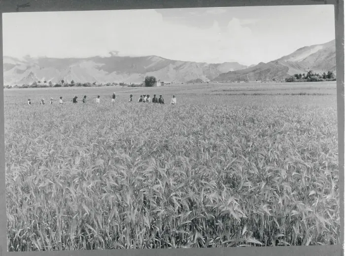 Framed Print : Tibetan Farmers Traveling Through Field Framed Print : Tibetan Farmers Traveling Through Field