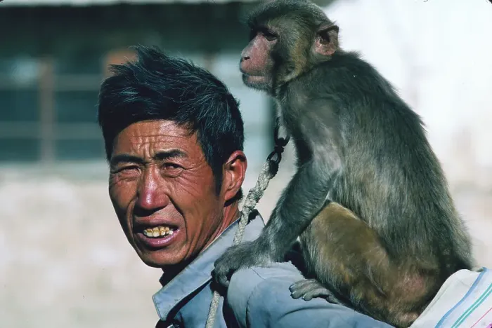 Framed Print : Tibetan Man Carrying Monkey on Back Framed Print : Tibetan Man Carrying Monkey on Back