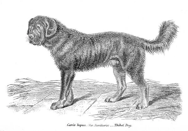 Tibetan Mastiff engraving 1803