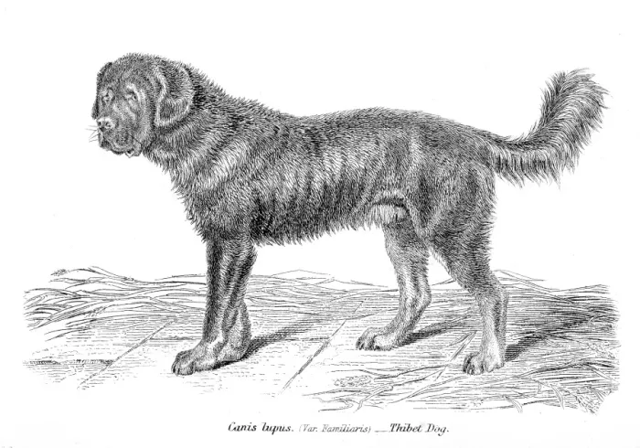 Framed Print : Tibetan Mastiff engraving 1803 Framed Print : Tibetan Mastiff engraving 1803
