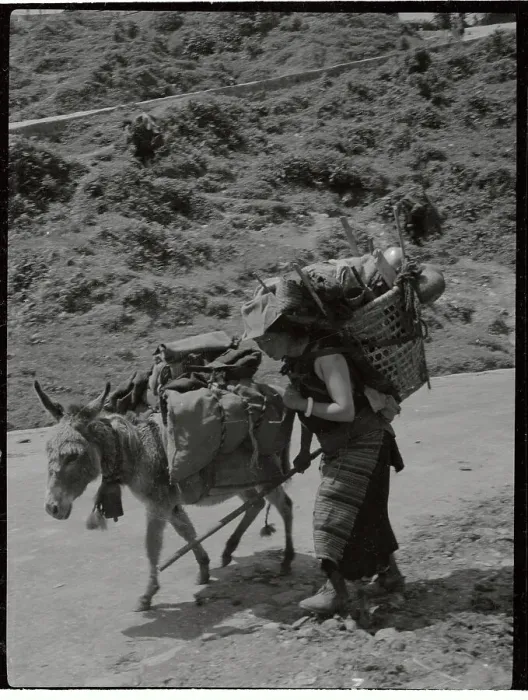 Framed Print : Tibetan Refugee Travelling with Donkey Framed Print : Tibetan Refugee Travelling with Donkey