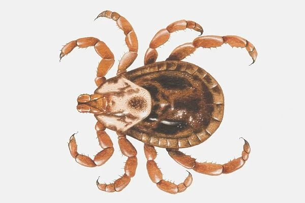 Tick (Ixodidae), view from above