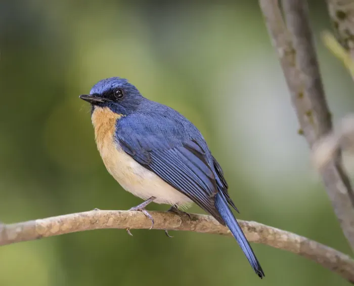 Framed Print : Tickells Blue Flycatcher Framed Print : Tickells Blue Flycatcher