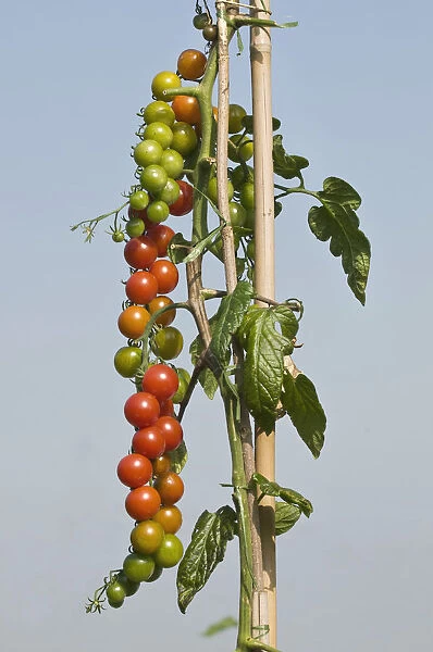 Tied up tomato vine with many tomatoes, own garden, self-supply