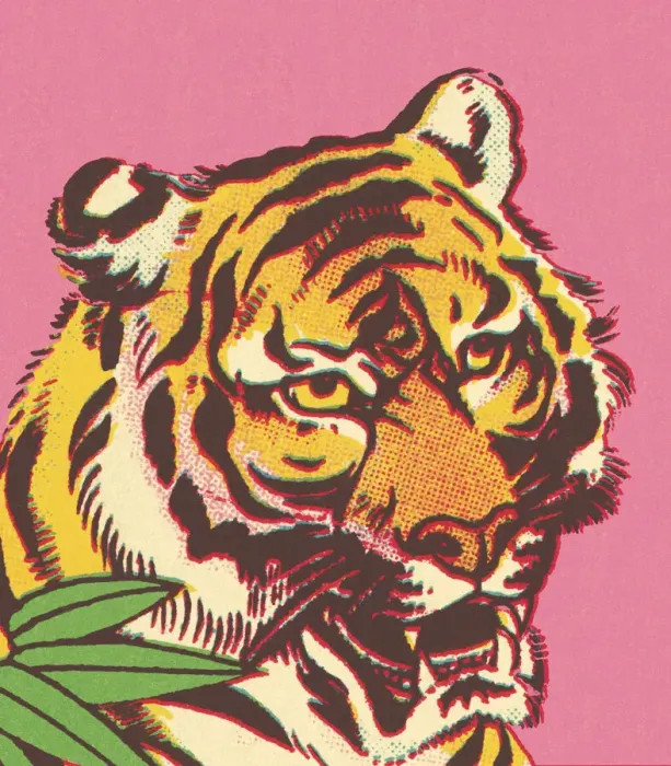 Framed Print : Tiger Framed Print : Tiger