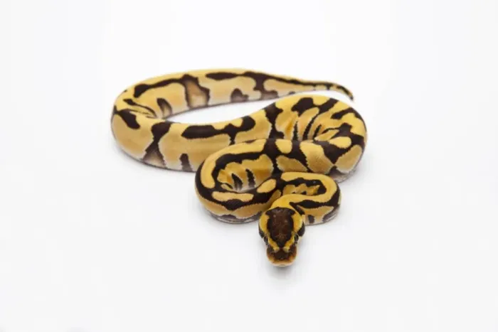 Framed Print : Tiger Ball Python or Royal Python -Python regius-, female Framed Print : Tiger Ball Python or Royal Python -Python regius-, female
