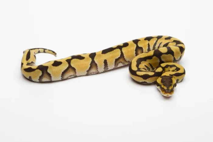 Framed Print : Tiger Ball Python or Royal Python -Python regius-, female Framed Print : Tiger Ball Python or Royal Python -Python regius-, female