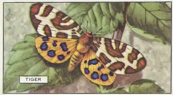 Framed Print : Tiger Butterfly, Butterflies and Moths series, Gallaher Collectible Tobacco Card, 1938