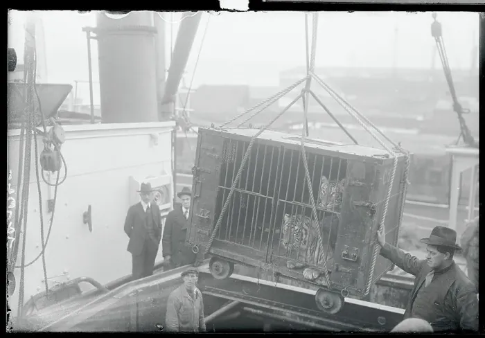 Framed Print : Tiger Cage Being Moved by Ropes
