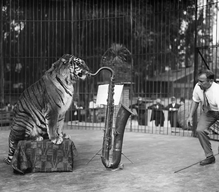 Framed Print : Tiger in cage playing saxophone