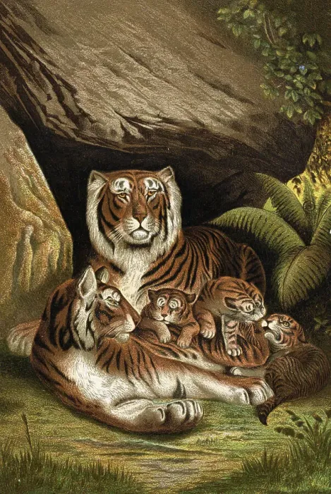 Framed Print : Tiger Couple With Cubs Framed Print : Tiger Couple With Cubs