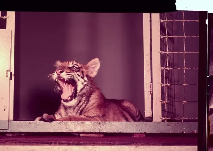 Framed Print : Tiger Cub in Cage Roaring Framed Print : Tiger Cub in Cage Roaring