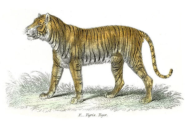 Tiger engraving 1803