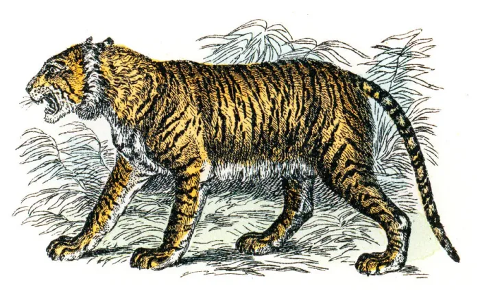 Framed Print : Tiger engraving 1872