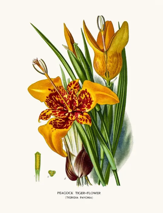 Framed Print : Tiger Flower Framed Print : Tiger Flower