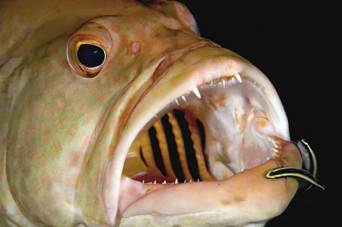 Framed Print : Tiger grouper and cleaners, close up Framed Print : Tiger grouper and cleaners, close up