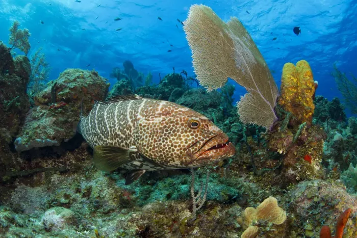 Framed Print : Tiger grouper (Mycteroperca tigris) Framed Print : Tiger grouper (Mycteroperca tigris)