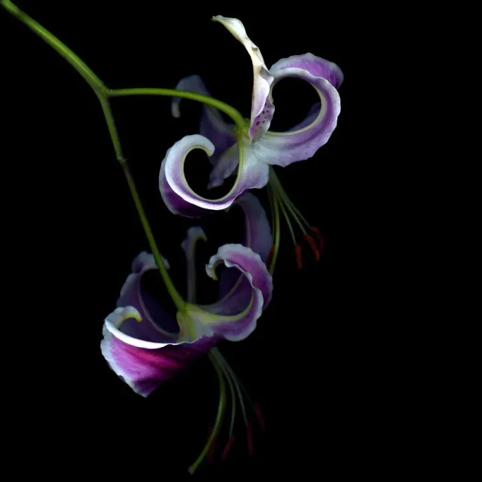 Framed Print : Two tiger lillies curved Framed Print : Two tiger lillies curved