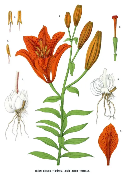 Framed Print : tiger lily Framed Print : tiger lily