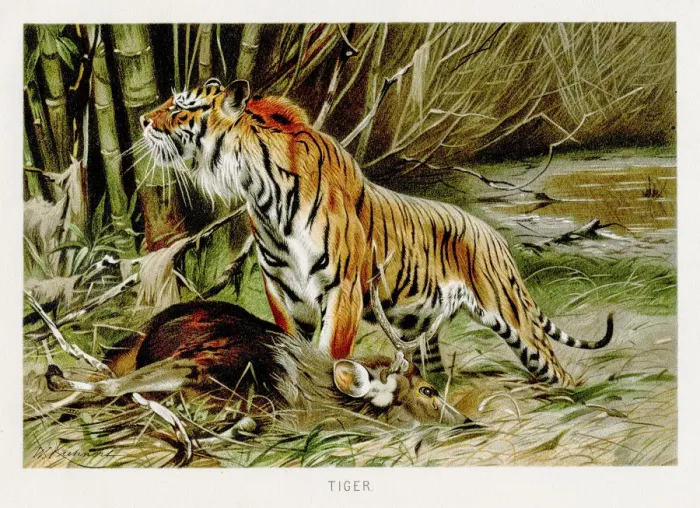 Framed Print : Tiger lithograph 1894 Framed Print : Tiger lithograph 1894