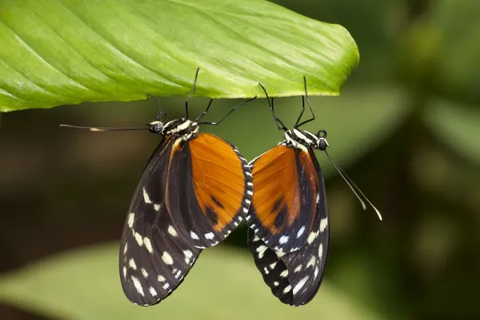 Framed Print : Tiger Longwing Butterfly, Costa Rica Framed Print : Tiger Longwing Butterfly, Costa Rica