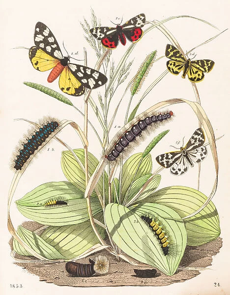 Tiger moths butterflies engraving 1853