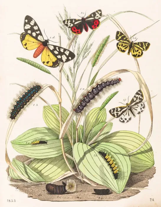 Framed Print : Tiger moths butterflies engraving 1853 Framed Print : Tiger moths butterflies engraving 1853