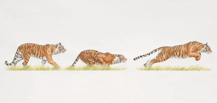Framed Print : Tiger (Panthera tigris) moving from standing to crouching position and finally leaping
