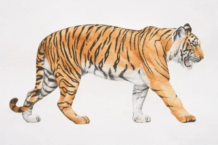 Framed Print : Tiger, Panthera tigris, side view Framed Print : Tiger, Panthera tigris, side view