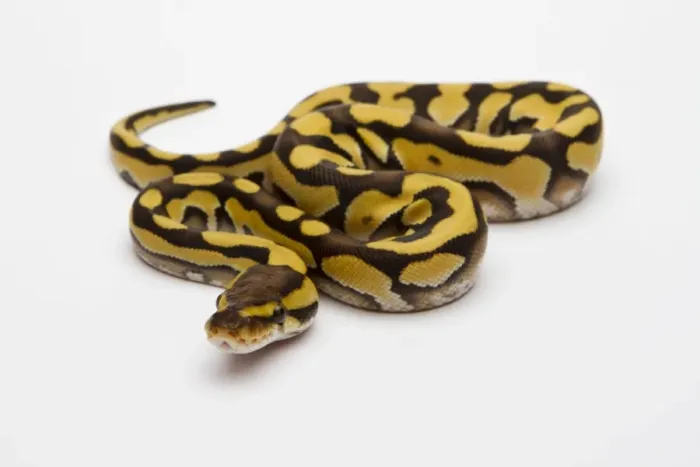 Framed Print : Tiger Phantom Ball Python or Royal Python -Python regius-, female Framed Print : Tiger Phantom Ball Python or Royal Python -Python regius-, female