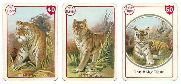 Three tiger playing cards Victorian animal families game