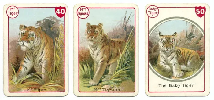 Framed Print : Three tiger playing cards Victorian animal families game Framed Print : Three tiger playing cards Victorian animal families game
