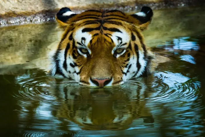 Framed Print : Tiger Portrait Framed Print : Tiger Portrait