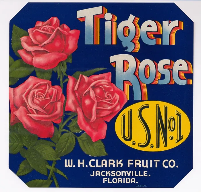 Framed Print : Tiger Rose Framed Print : Tiger Rose