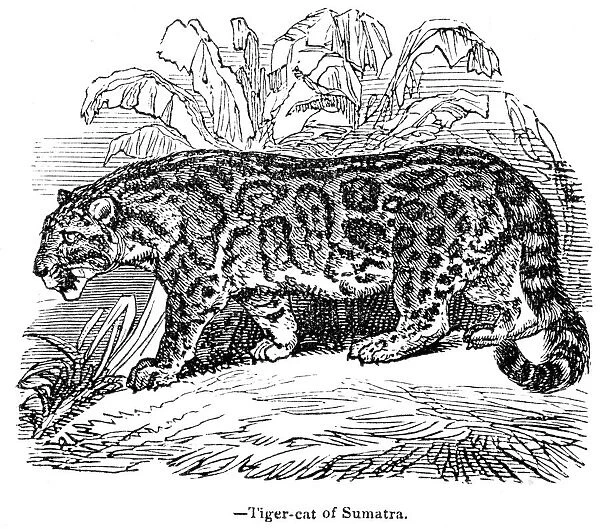Tiger of Sumatra engraving 1893