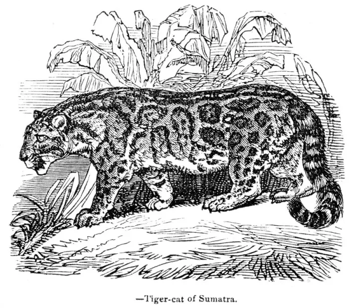 Framed Print : Tiger of Sumatra engraving 1893 Framed Print : Tiger of Sumatra engraving 1893
